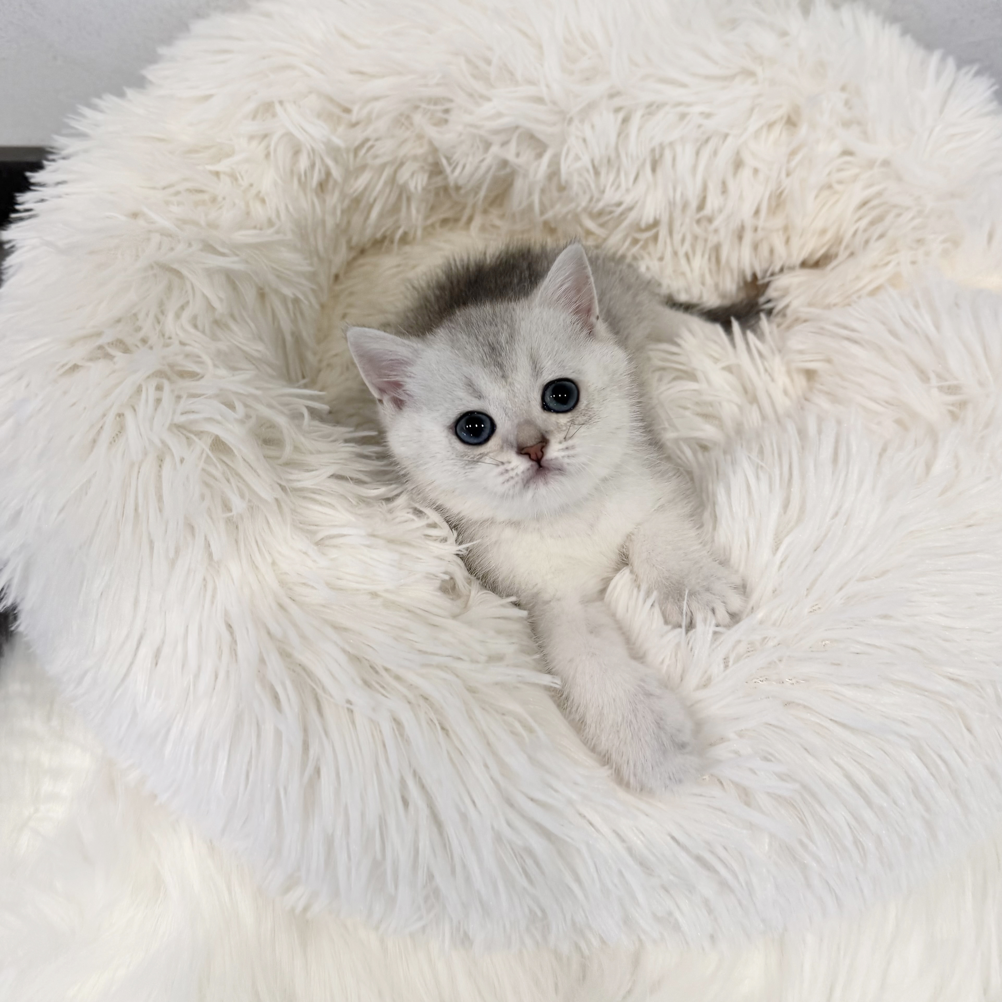 브리티시 분양합니다