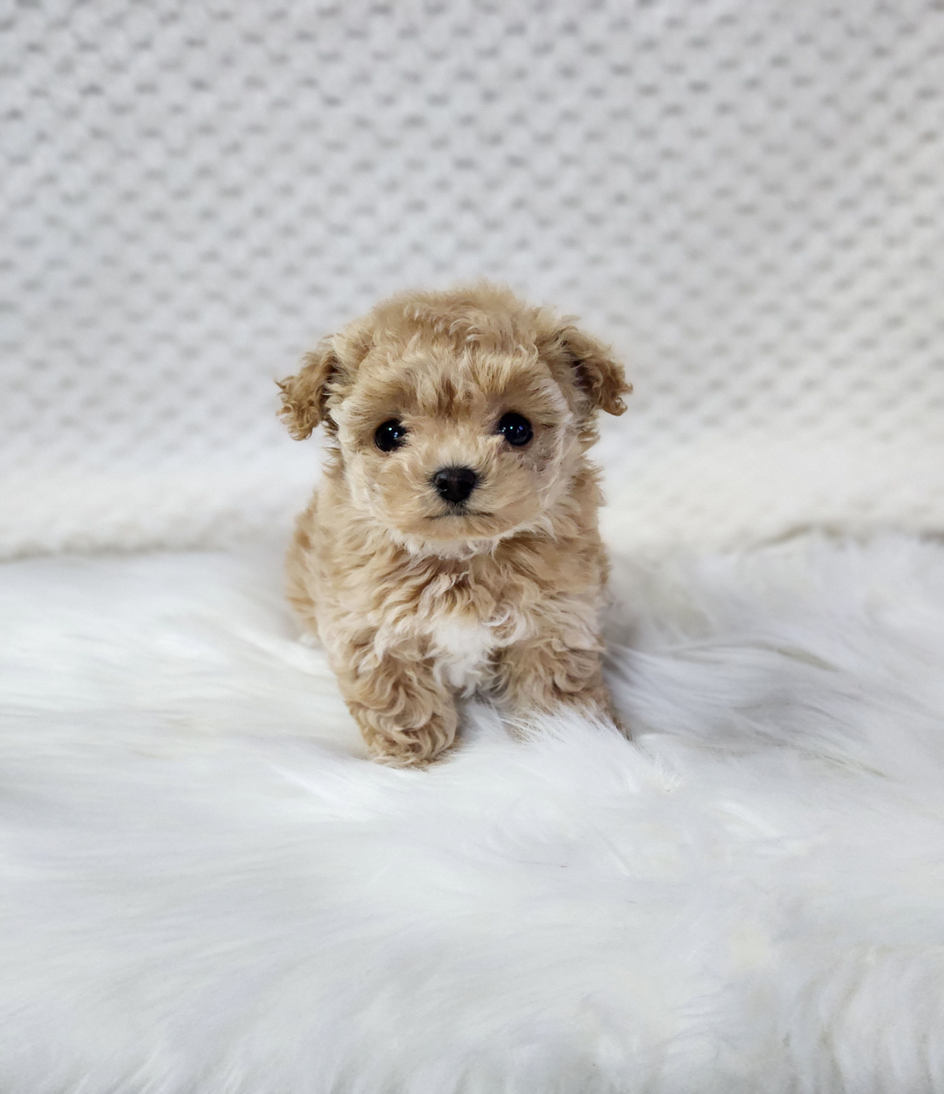 푸들 분양합니다