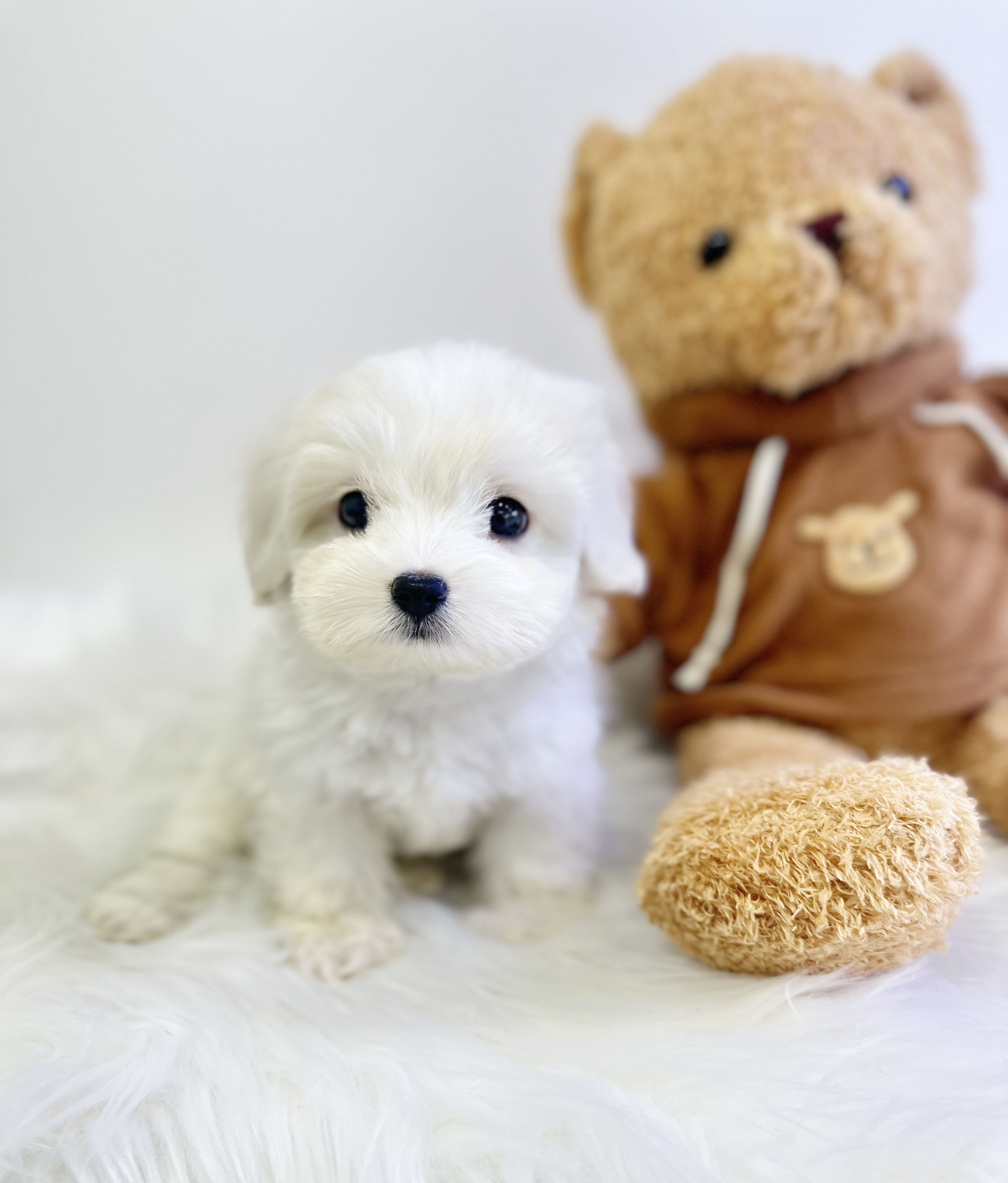 꼬숑 분양합니다