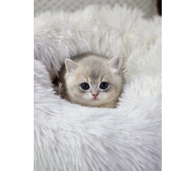 먼치킨 분양합니다