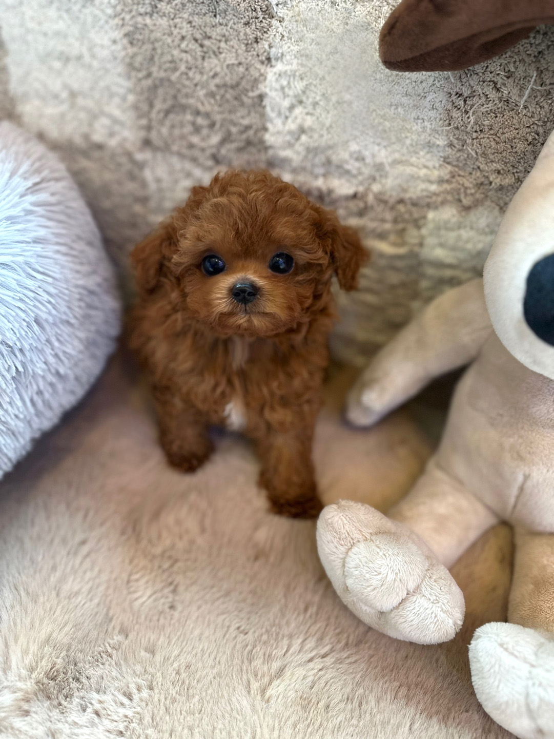 토이푸들(황토)(분양중)