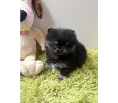 블랙탄 포메라니안 분양합니다(이벤트가)